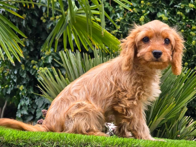 Cavapoo Welpe kaufen