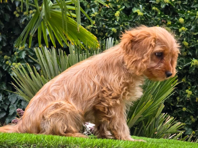 Cavapoo Welpe kaufen