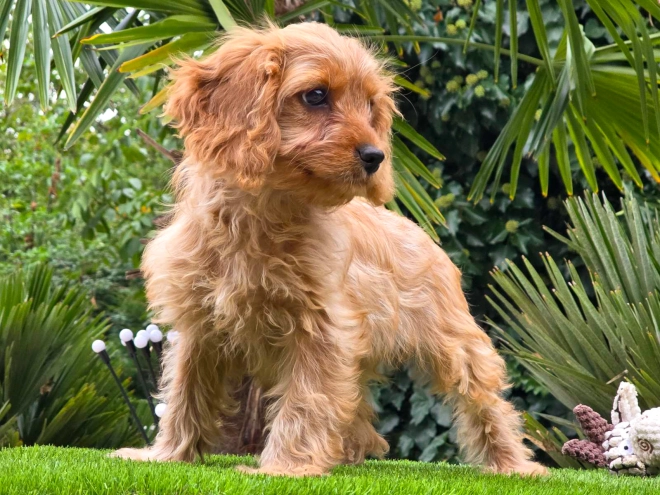 Cavapoo Welpe kaufen