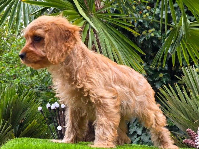 Cavapoo Welpe kaufen