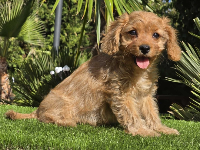 Cavapoo Welpe kaufen