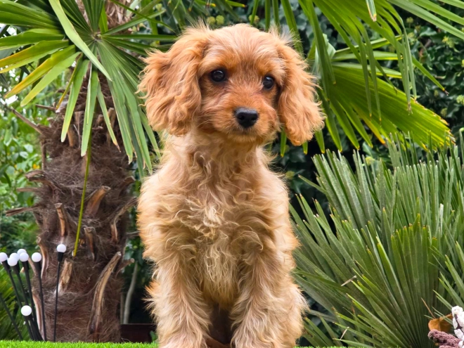 Cavapoo Welpe kaufen
