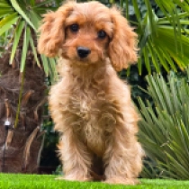 Ribizli – F1b, red Cavapoo for sale