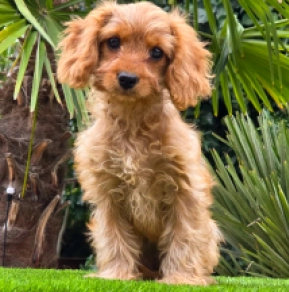 Ribizli – F1b, red Cavapoo for sale
