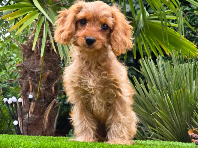Cavapoo Welpe kaufen