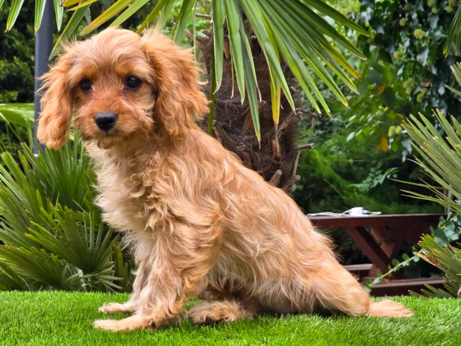 Cavapoo Welpe kaufen