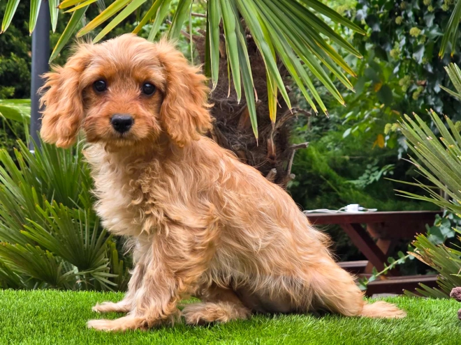 Cavapoo Welpe kaufen