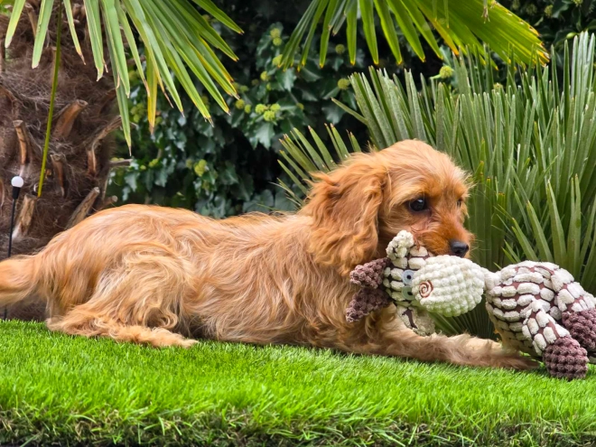 Cavapoo Welpe kaufen