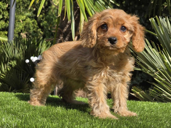 Cavapoo Welpe kaufen