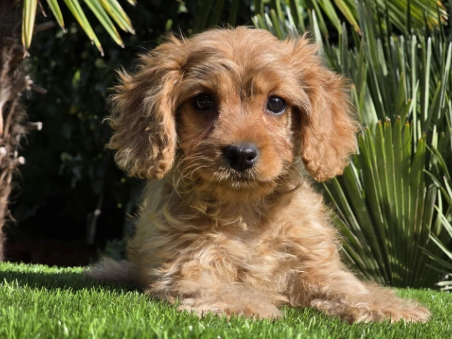 Cavapoo Welpe kaufen