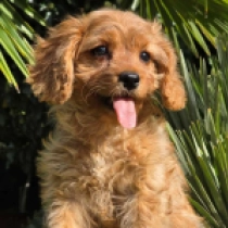 Ribizli – F1b, red Cavapoo Welpen kaufen