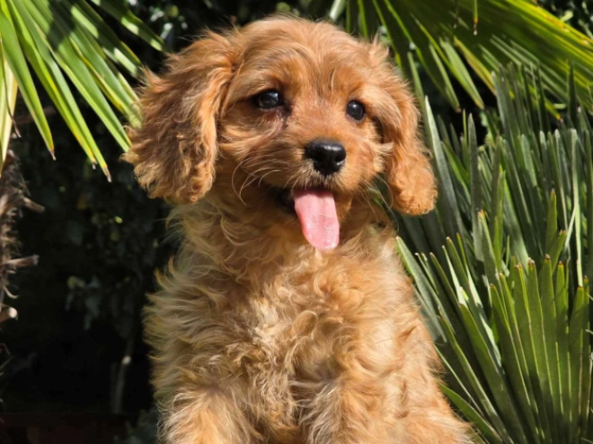 Cavapoo Welpe kaufen