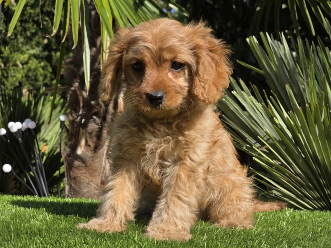 Cavapoo Welpe kaufen