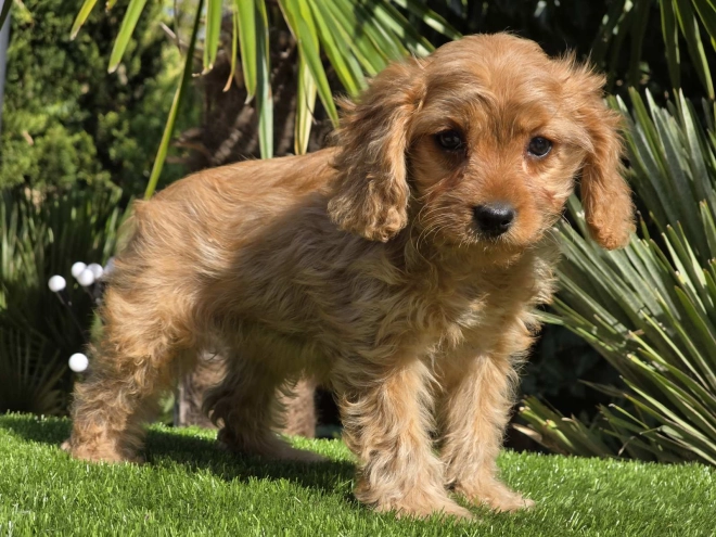 Cavapoo Welpe kaufen