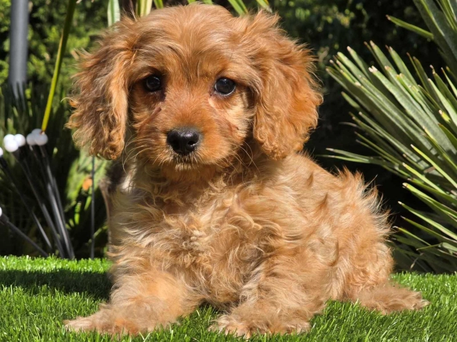 Cavapoo Welpe kaufen