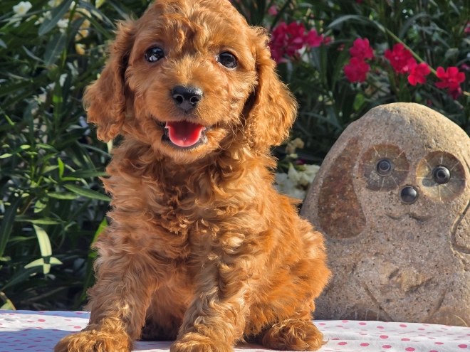 Cavapoo puppy for sale
