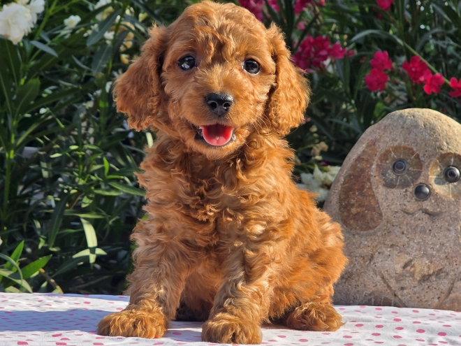 Cavapoo puppy for sale