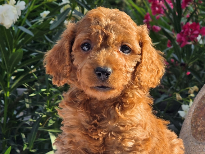 Cavapoo puppy for sale