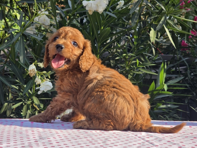 Cavapoo puppy for sale