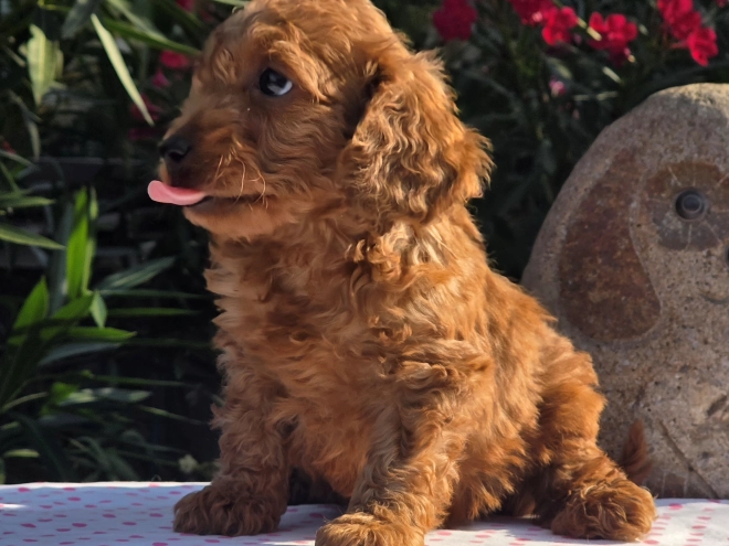 Cavapoo puppy for sale