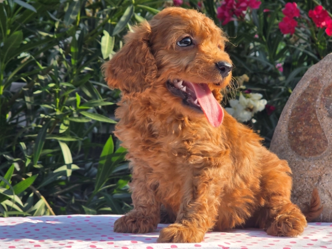 Cavapoo puppy for sale