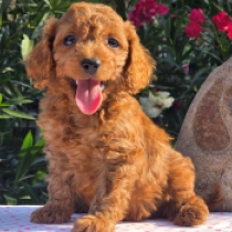 Red John – F1b, red Cavapoo for sale