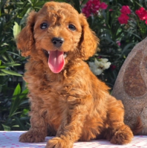 Cavapoo puppy for sale