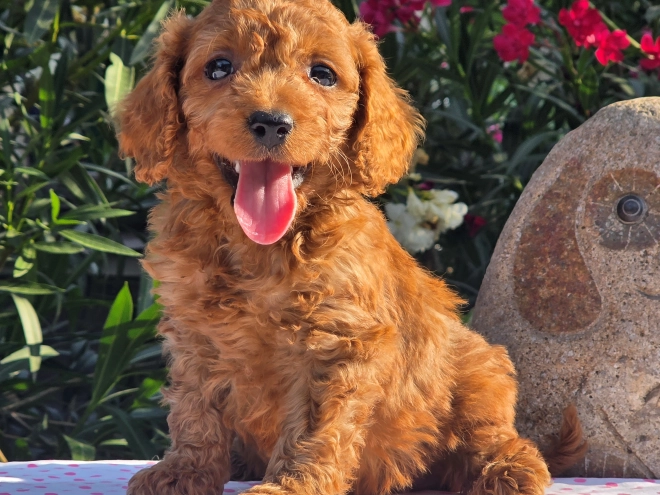 Cavapoo puppy for sale
