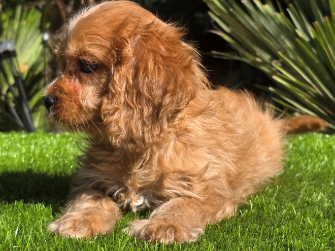 Cavapoo Welpe kaufen