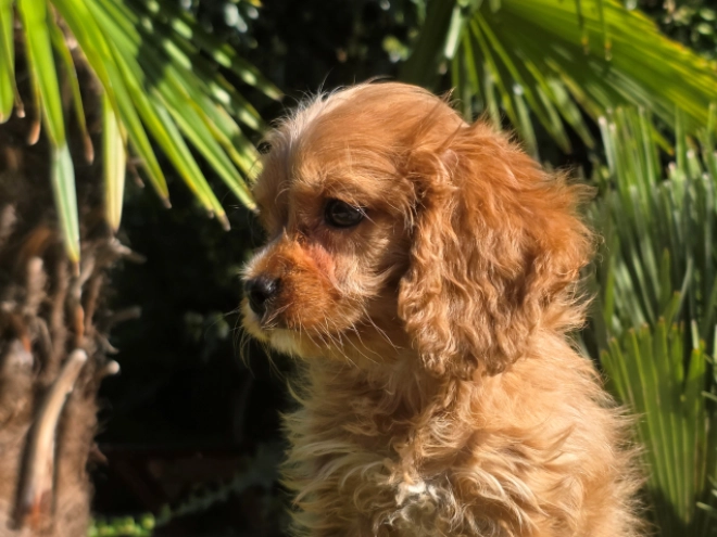 Cavapoo Welpe kaufen
