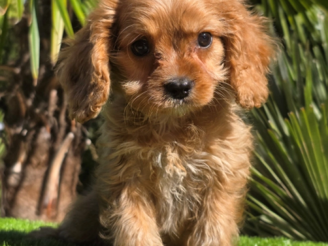 Cavapoo Welpe kaufen