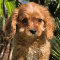 Robert – F1b, red Cavapoo Welpen kaufen