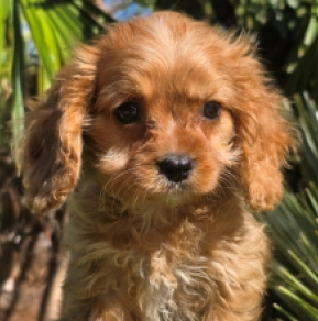 Cavapoo Welpe kaufen