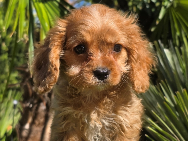 Cavapoo Welpe kaufen