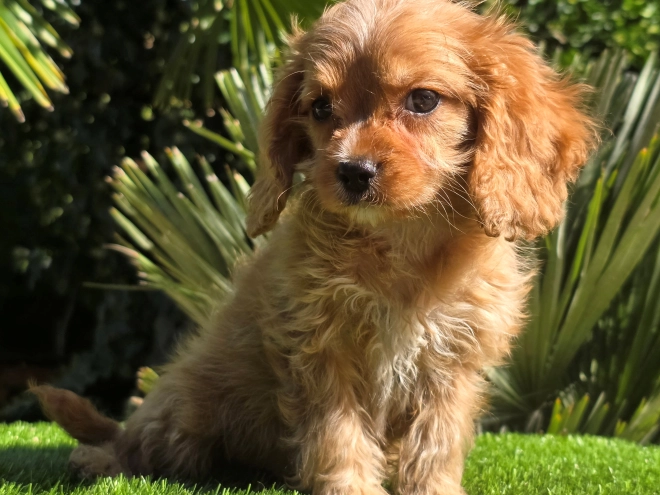 Cavapoo Welpe kaufen