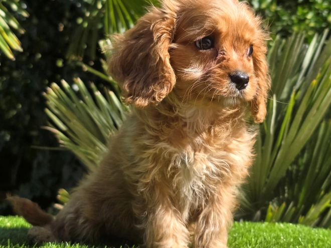 Cavapoo Welpe kaufen