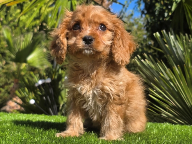 Cavapoo Welpe kaufen