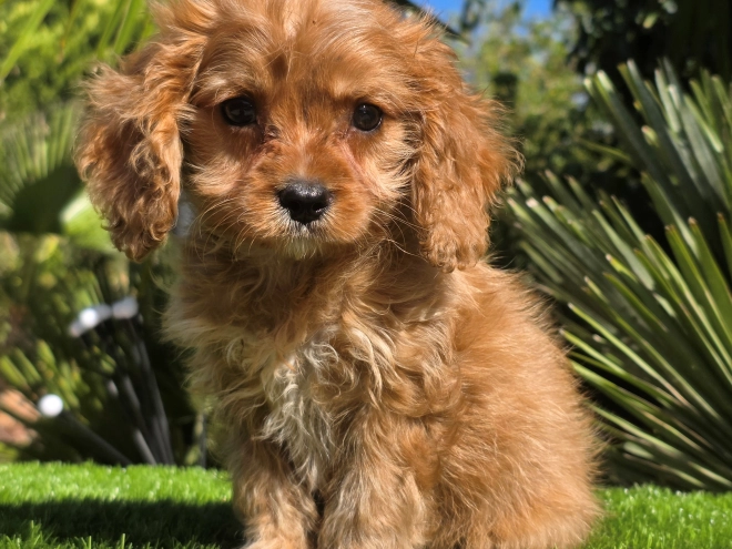Cavapoo Welpe kaufen