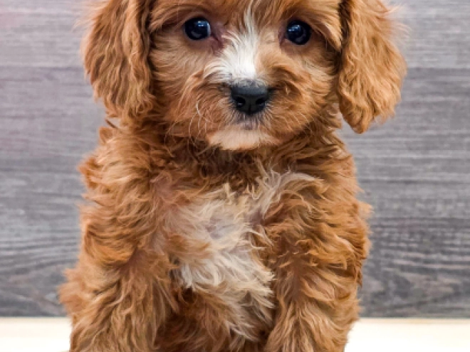 Cavapoo puppy for sale