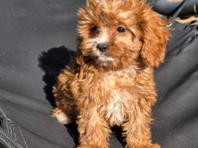 Cavapoo Welpe kaufen