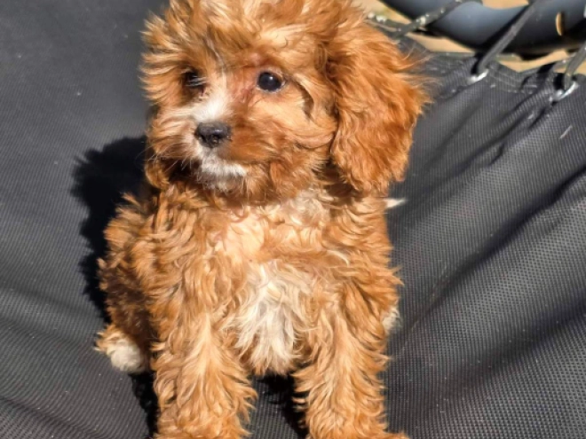 Cavapoo Welpe kaufen