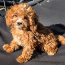 Micronia – F1, golden Cavapoo for sale