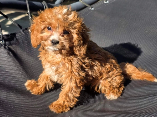 Cavapoo Welpe kaufen