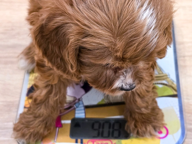 Cavapoo puppy for sale