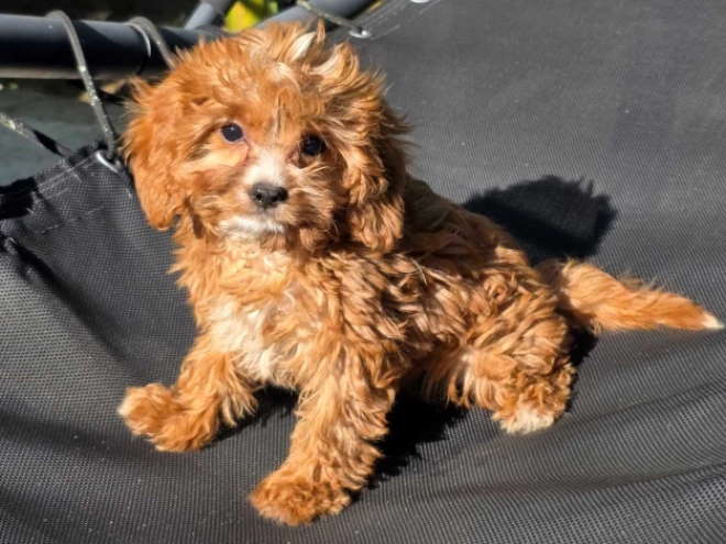 Cavapoo Welpe kaufen