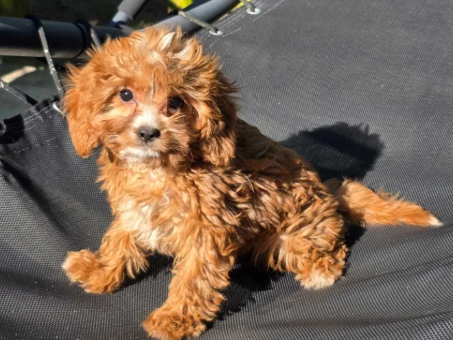 Cavapoo Welpe kaufen