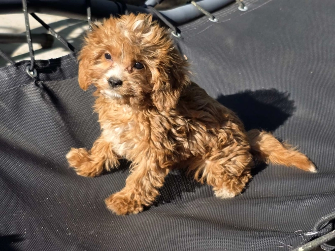 Cavapoo Welpe kaufen