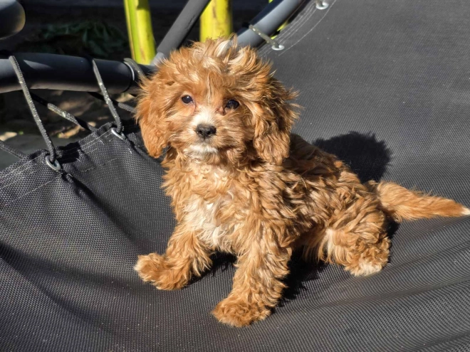 Cavapoo Welpe kaufen
