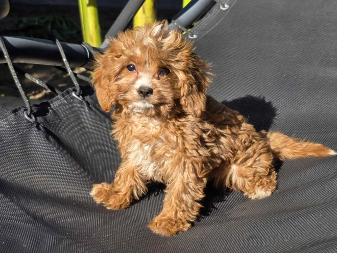 Cavapoo Welpe kaufen