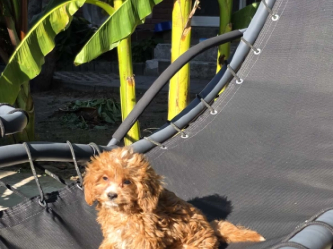 Cavapoo Welpe kaufen